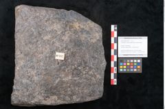 Foto (Objekt + Etikett) von Cupanites novae zeelandiae Ettingshausen (NHMW-GEO-2024-0188-10247)